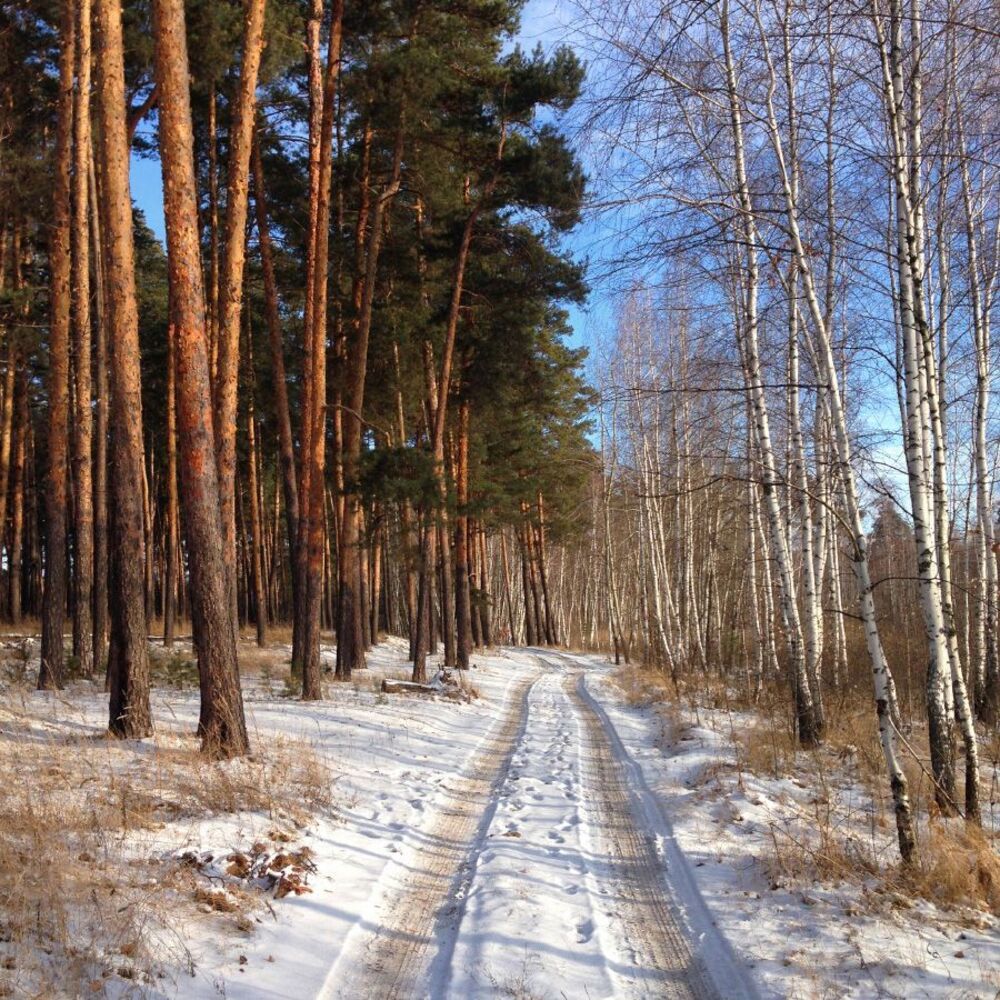 Лесная прогулка