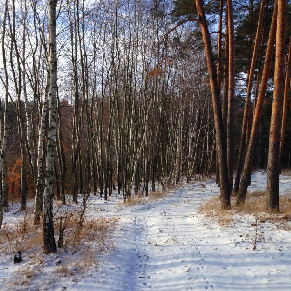 Лесная прогулка