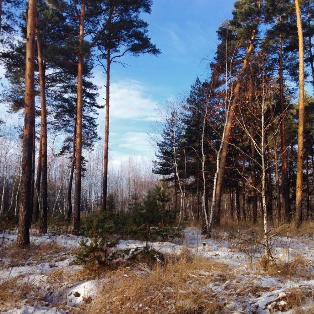 Лесная прогулка
