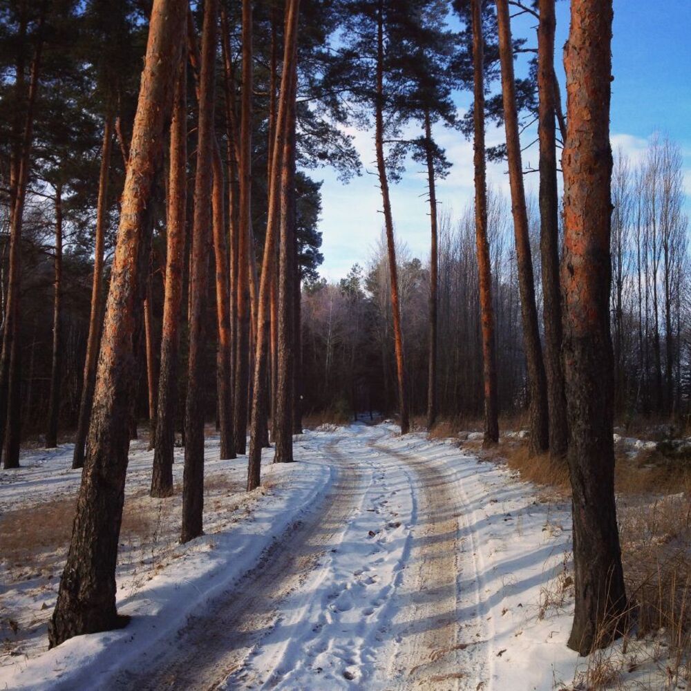 Лесная прогулка