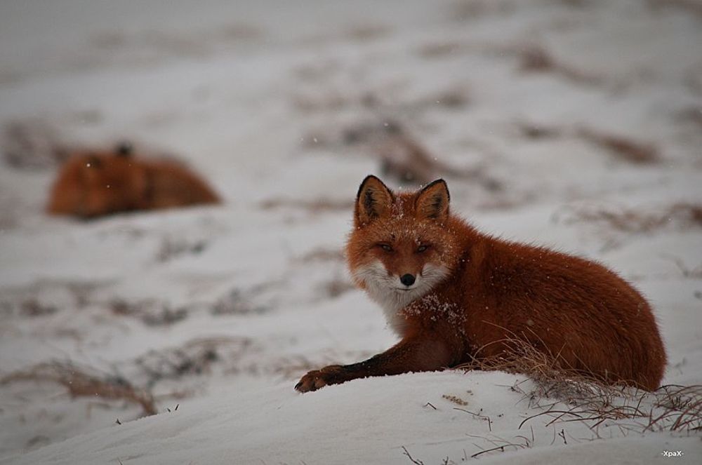 Photo 63627