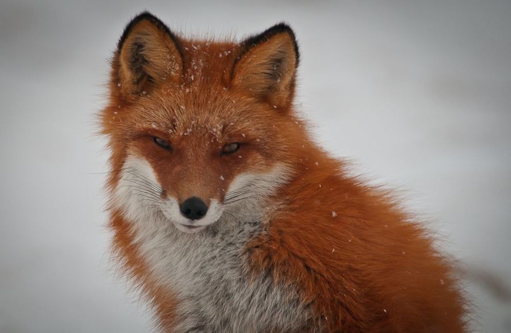 Photo 63628