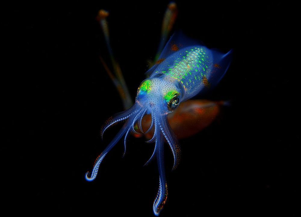 Anilao. Longfins squids.