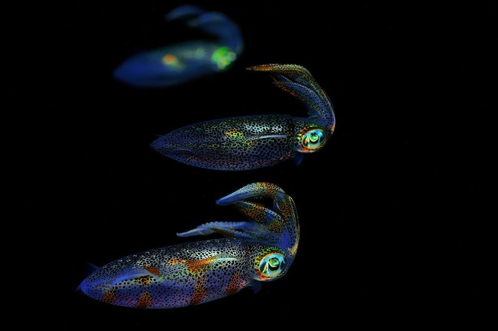 Anilao. Longfins squids.
