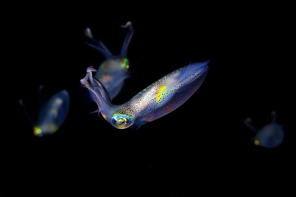 Anilao. Longfins squids.