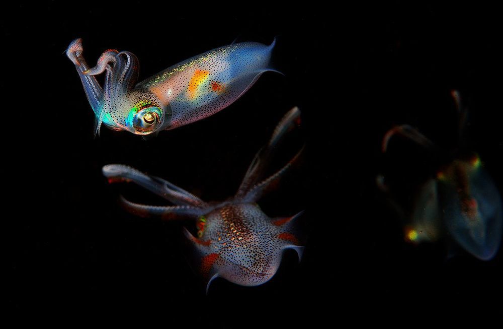 Anilao. Longfins squids.