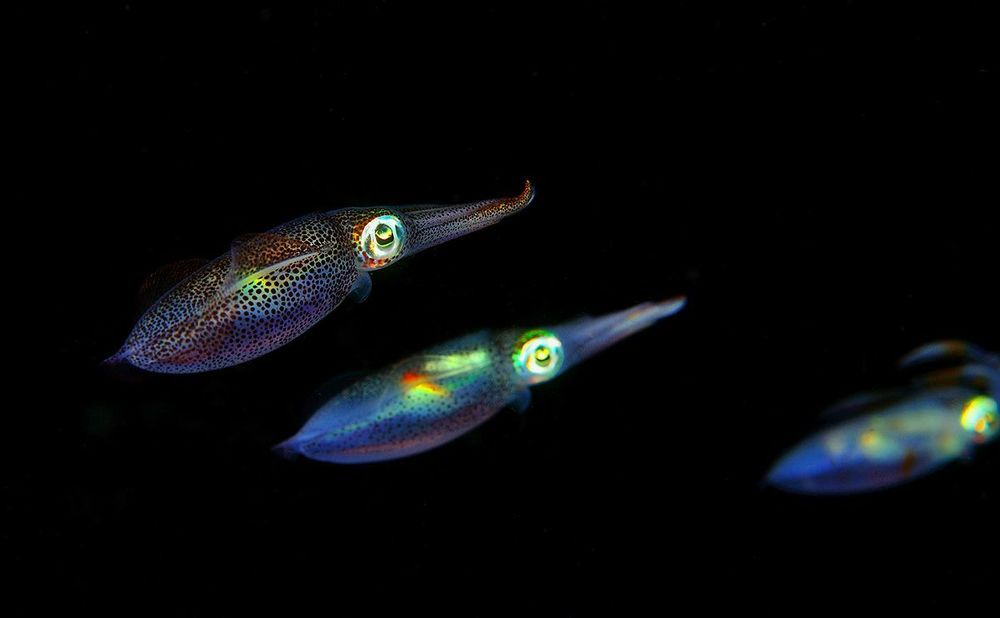 Anilao. Longfins squids.