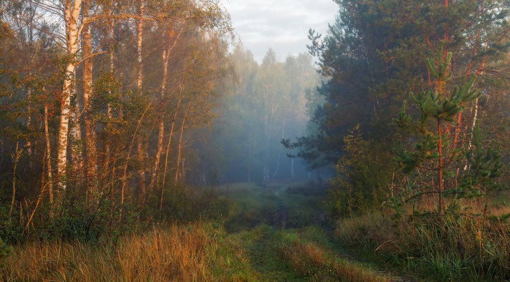 Утреннего леса ароматы.