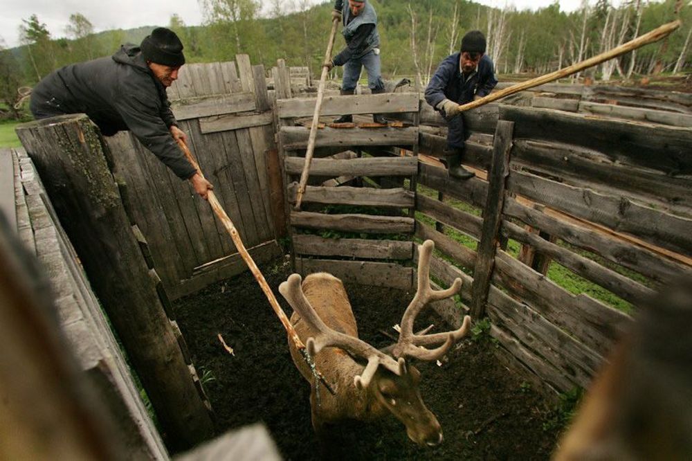 Лекарственные животные. Алтайские маралы. (Осторожно! Есть сцены насилия над животными.)