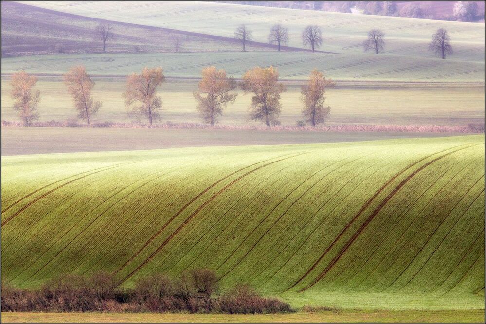 Холмы застелены коврами...