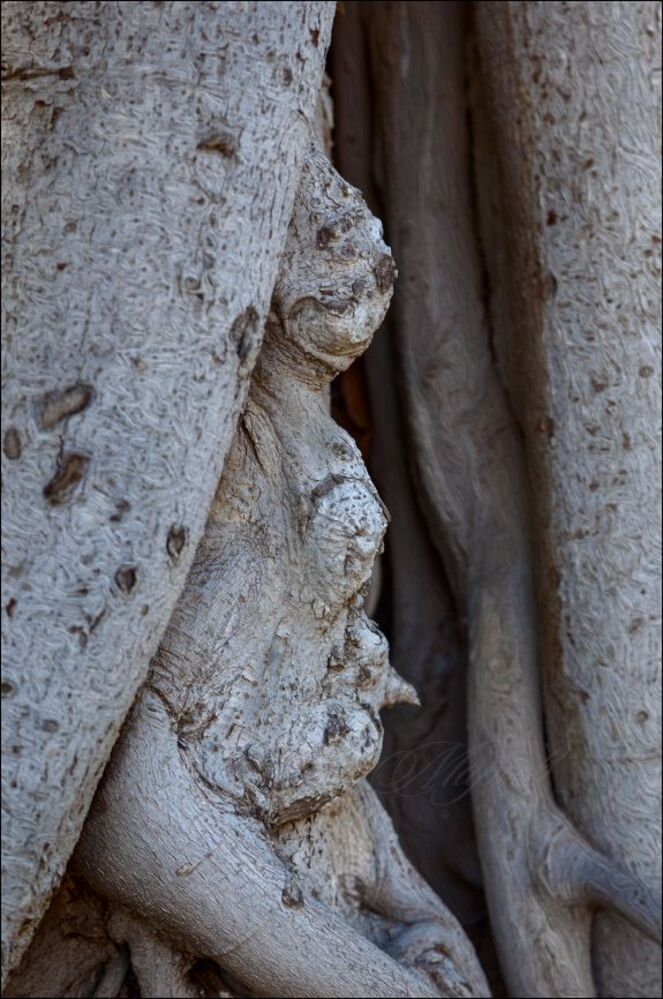 Кошачий барон