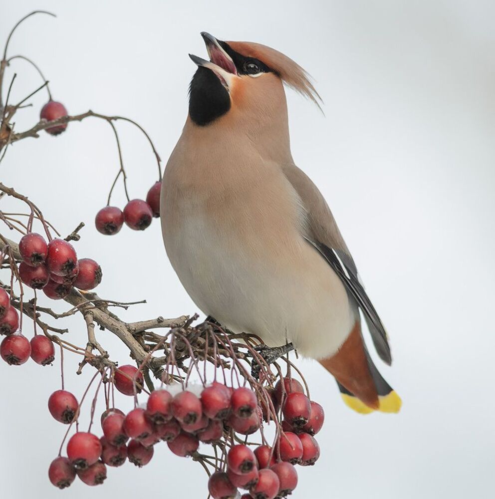 Bombycilla garrulus