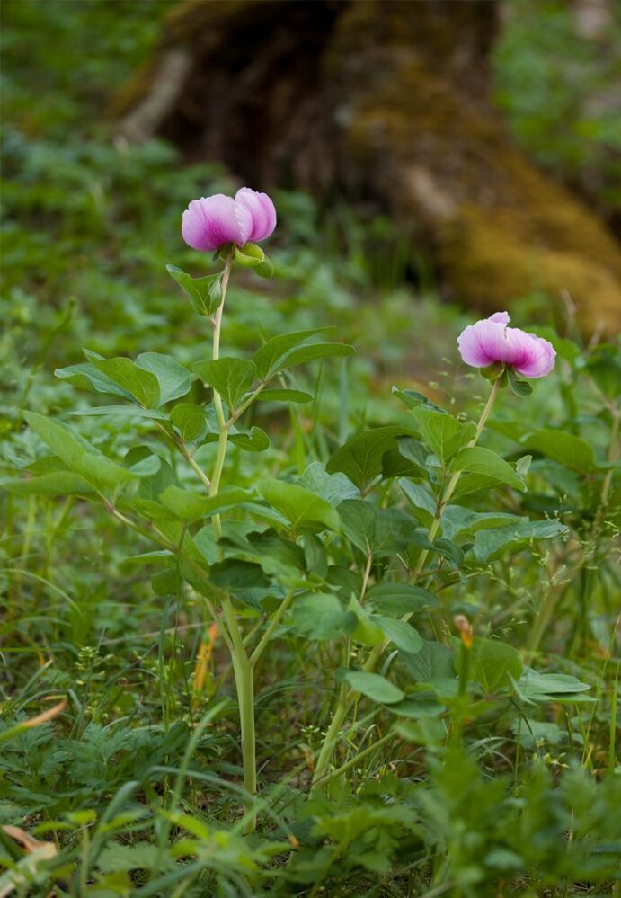 Фотоочерк - Пион крымский (Paeonia daurica)