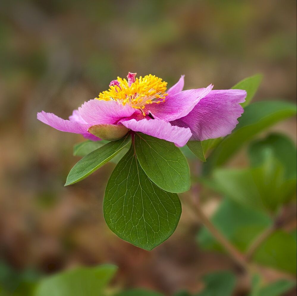 Фотоочерк - Пион крымский (Paeonia daurica)