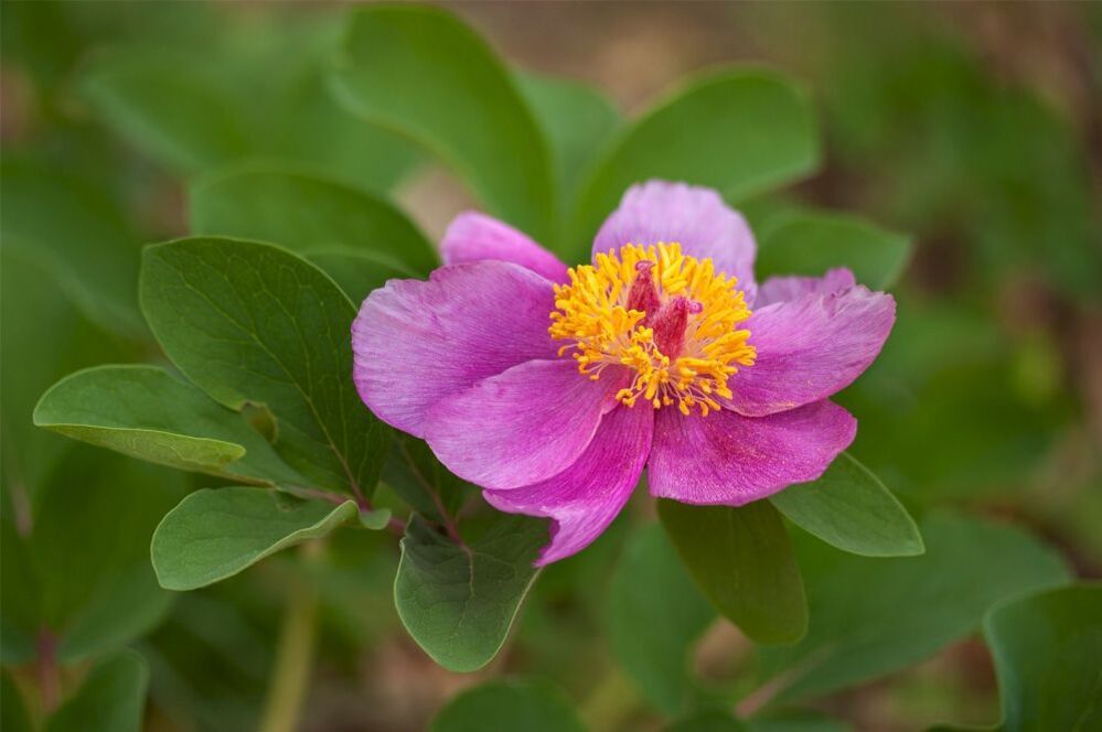 Фотоочерк - Пион крымский (Paeonia daurica)
