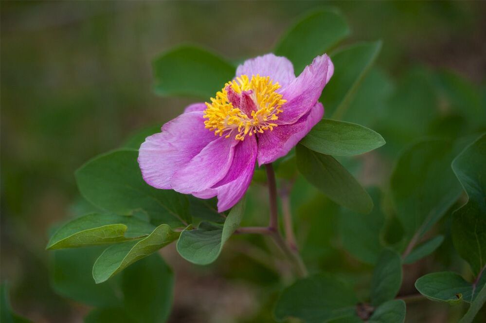 Фотоочерк - Пион крымский (Paeonia daurica)