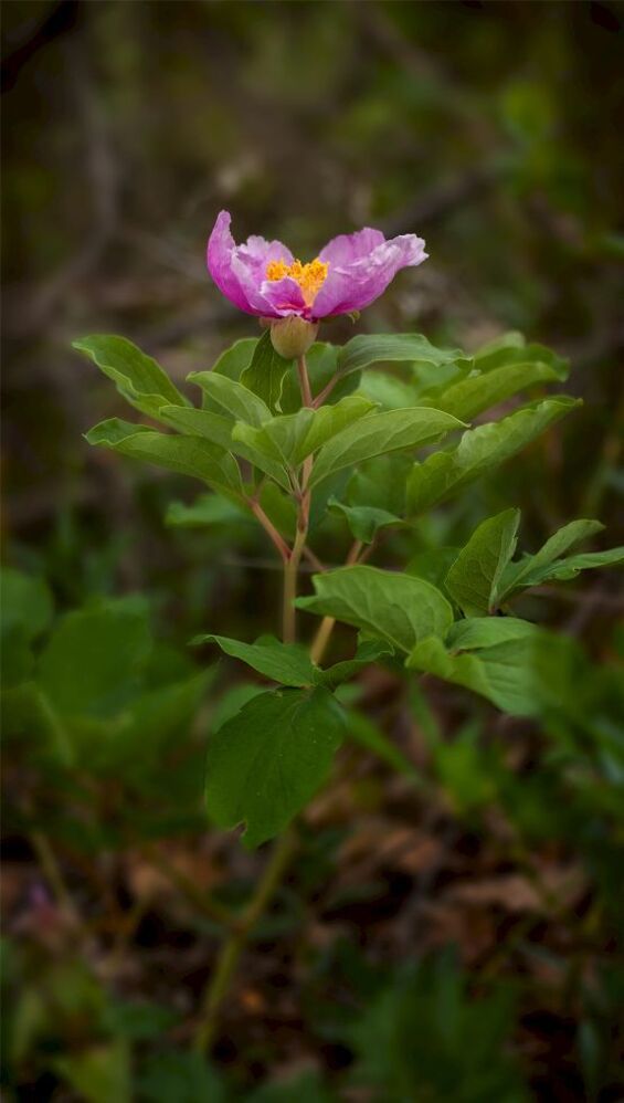 Фотоочерк - Пион крымский (Paeonia daurica)
