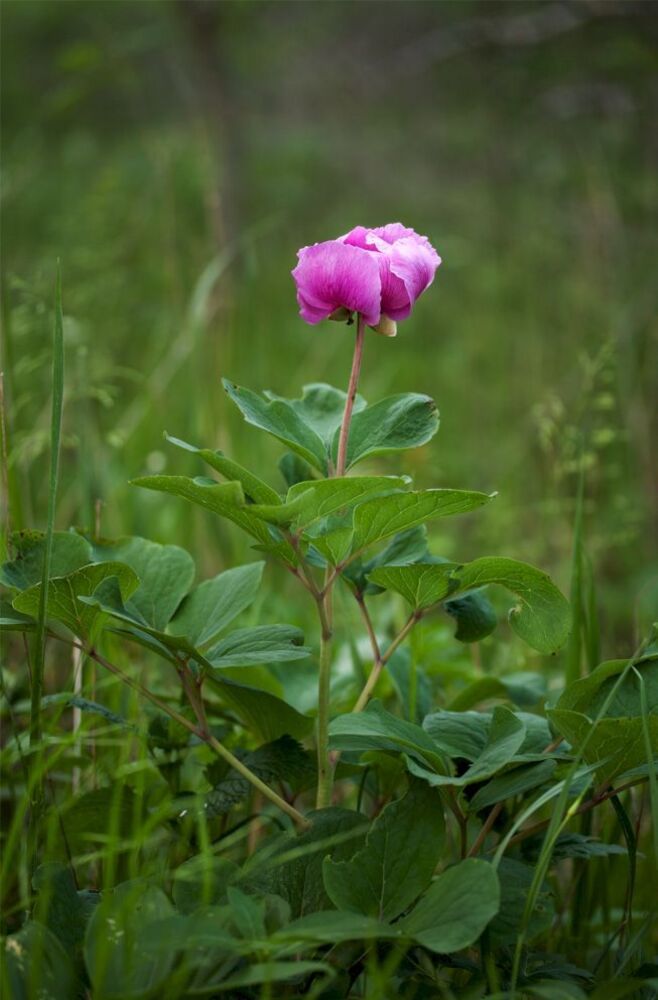 Фотоочерк - Пион крымский (Paeonia daurica)
