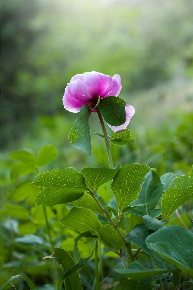Фотоочерк - Пион крымский (Paeonia daurica)