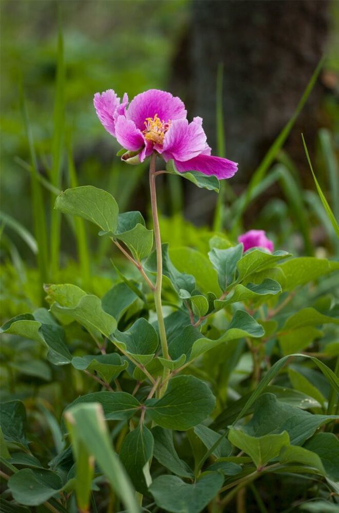 Фотоочерк - Пион крымский (Paeonia daurica)