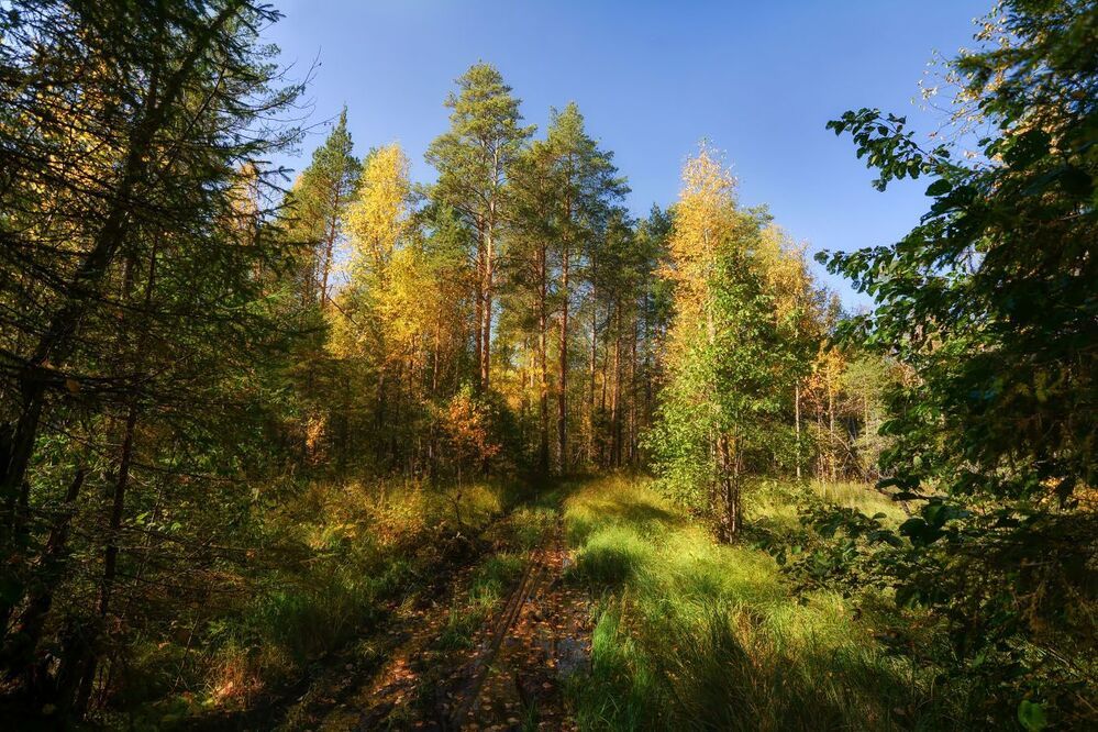 "Цвет осени"