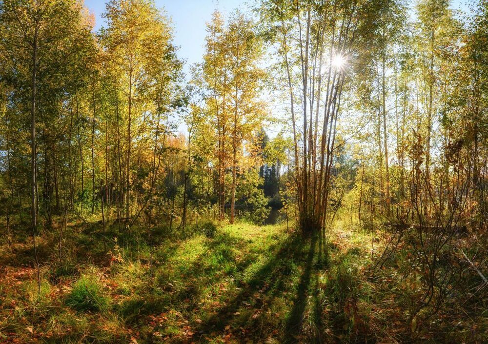 "Цвет осени"