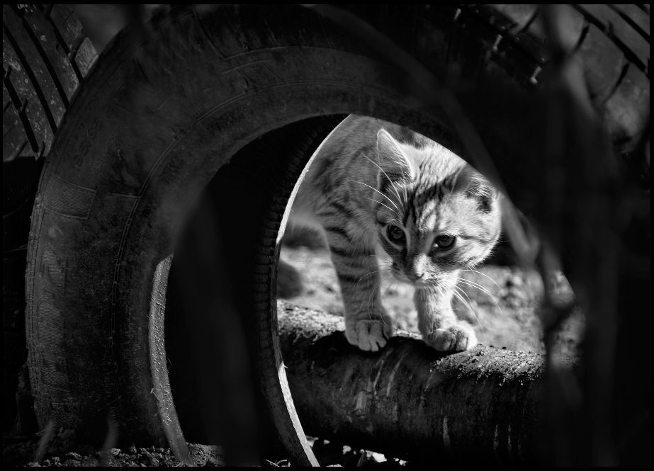 Кошки
