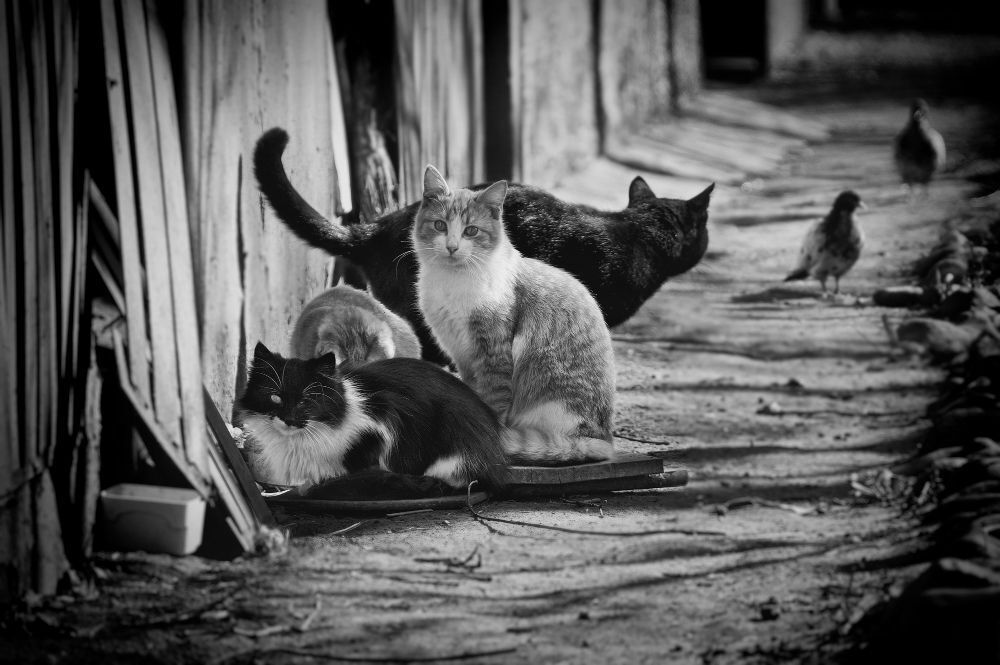 Кошки