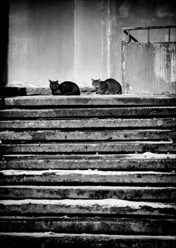 Кошки