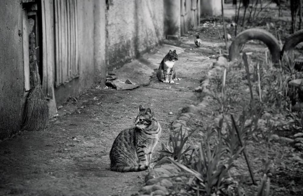 Кошки