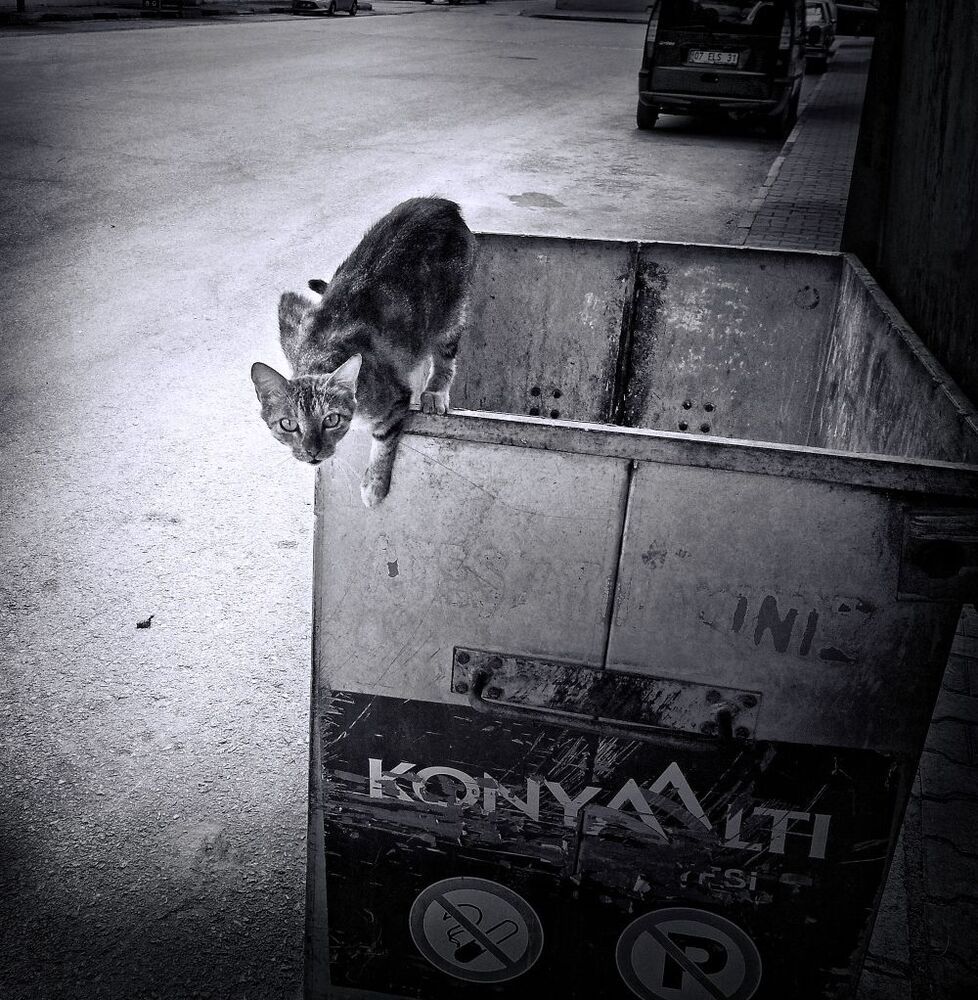 Кошки