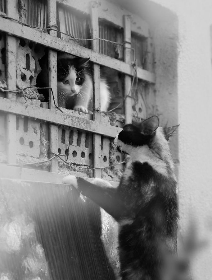 Кошки