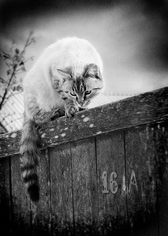 Кошки
