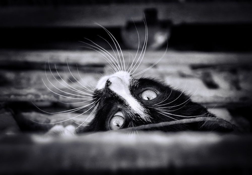 Кошки