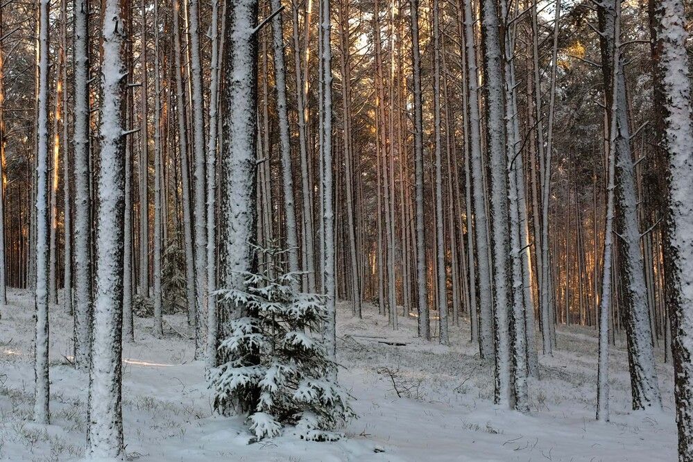 Второй день Рождества