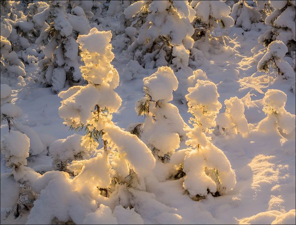Немного солнца в зимний день)