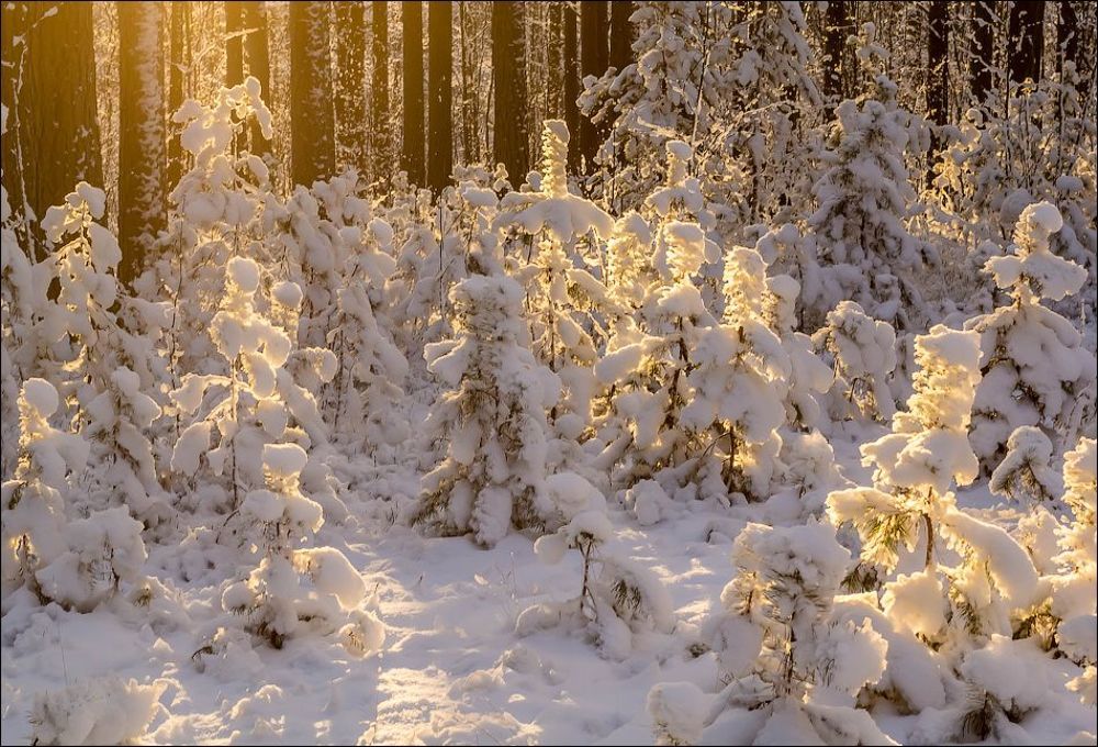 Немного солнца в зимний день)