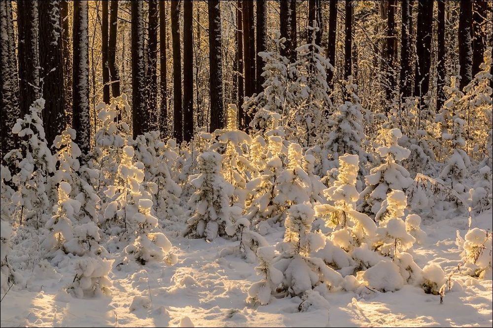 Немного солнца в зимний день)
