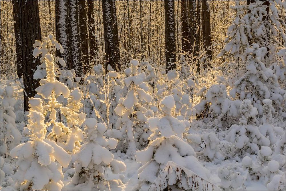 Немного солнца в зимний день)