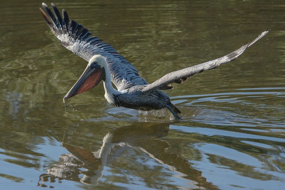 One pelican show