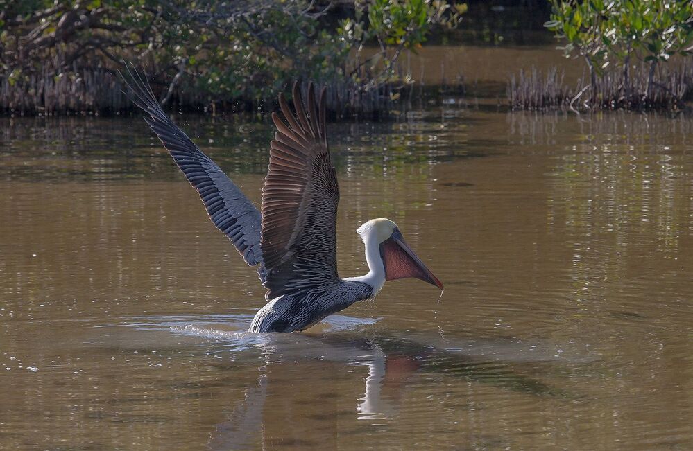 One pelican show