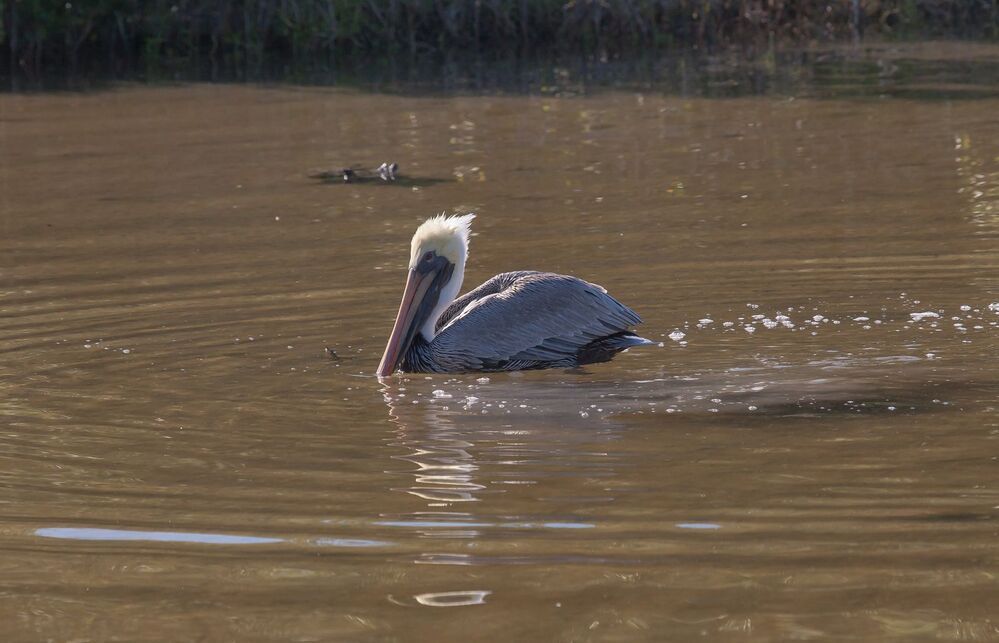 One pelican show