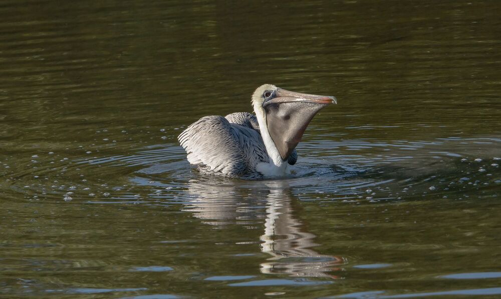 One pelican show