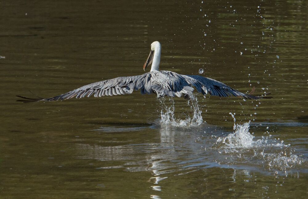 One pelican show
