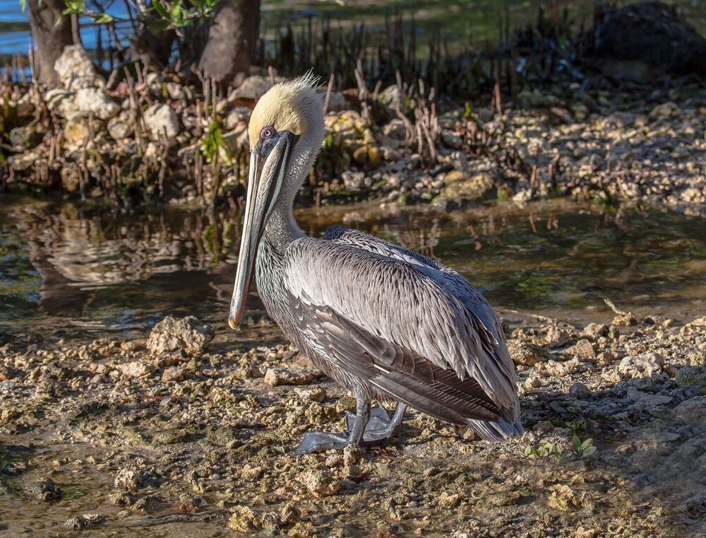 One pelican show