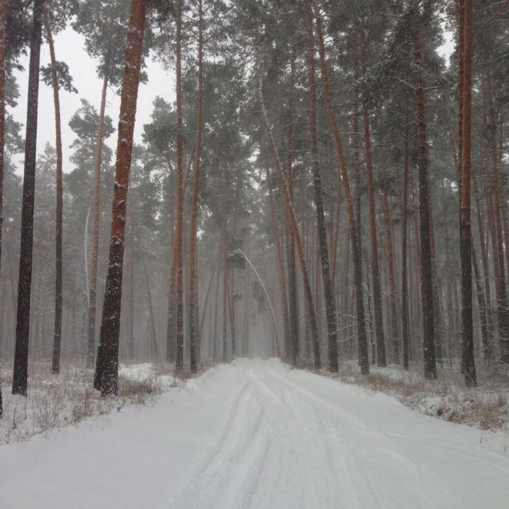 Зимний лес