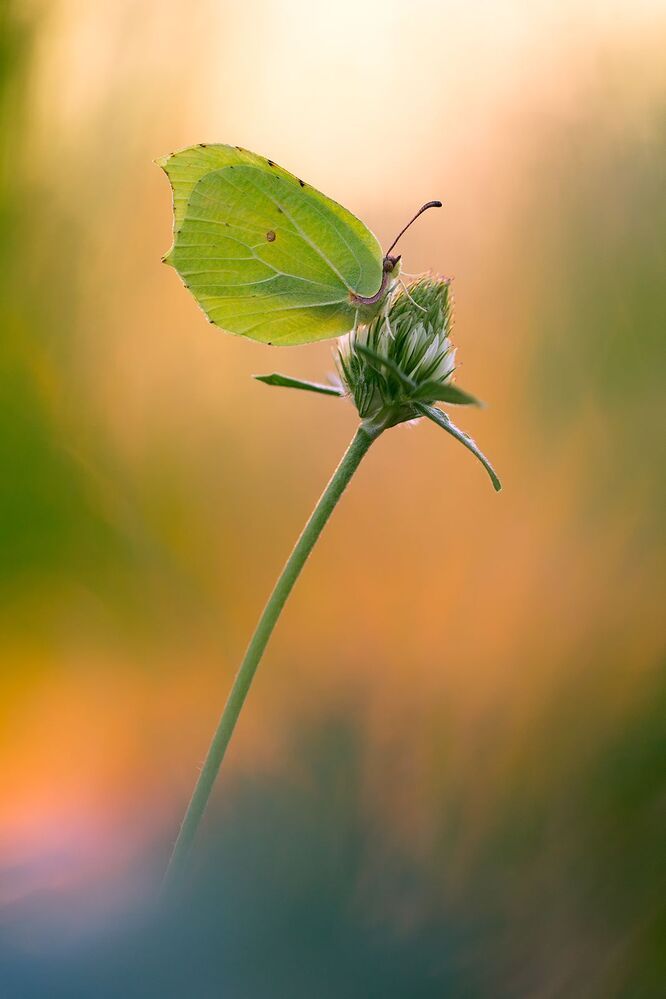 Gonepteryx rhamni