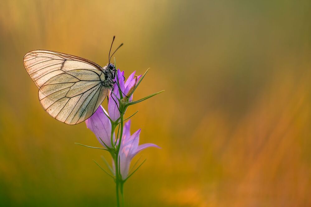 Aporia crataegi