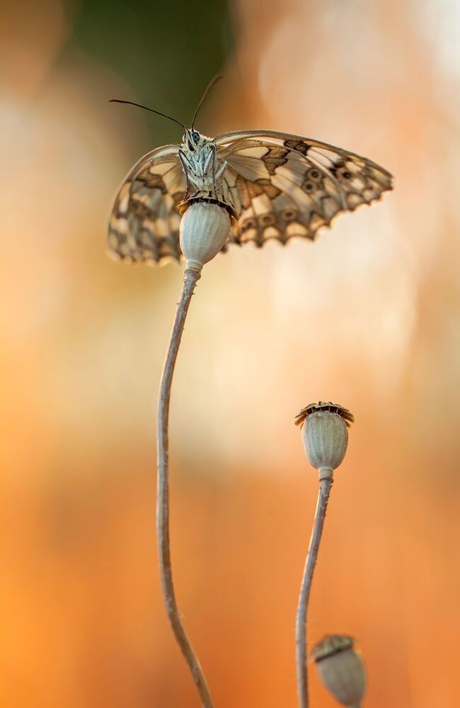 Melanargia lachesis