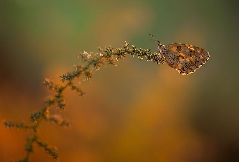 Melanargia lachesis
